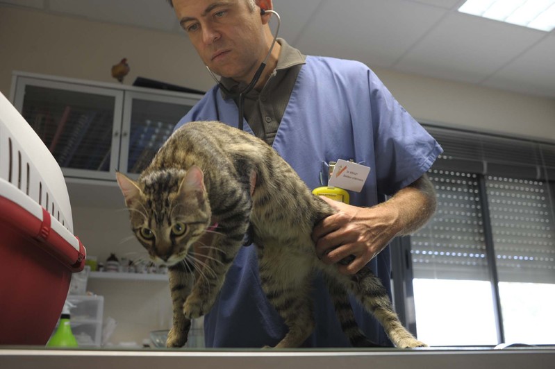 Neurochirurgien Veterinaire A Montpellier Orthovet Thierry Boulet